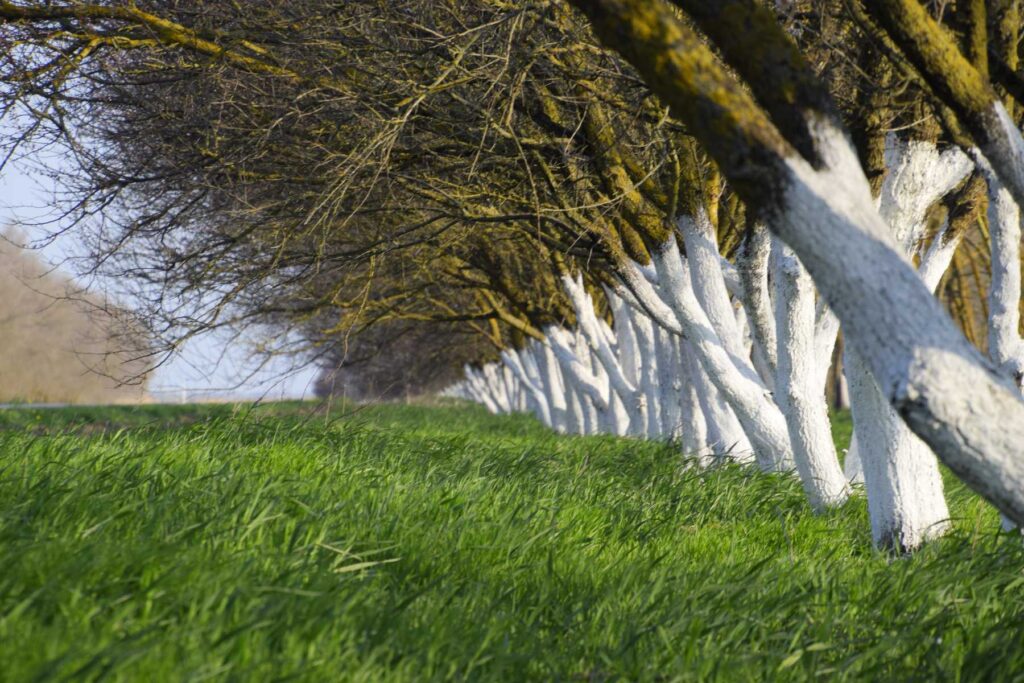 kiedy bielić drzewka owocowe