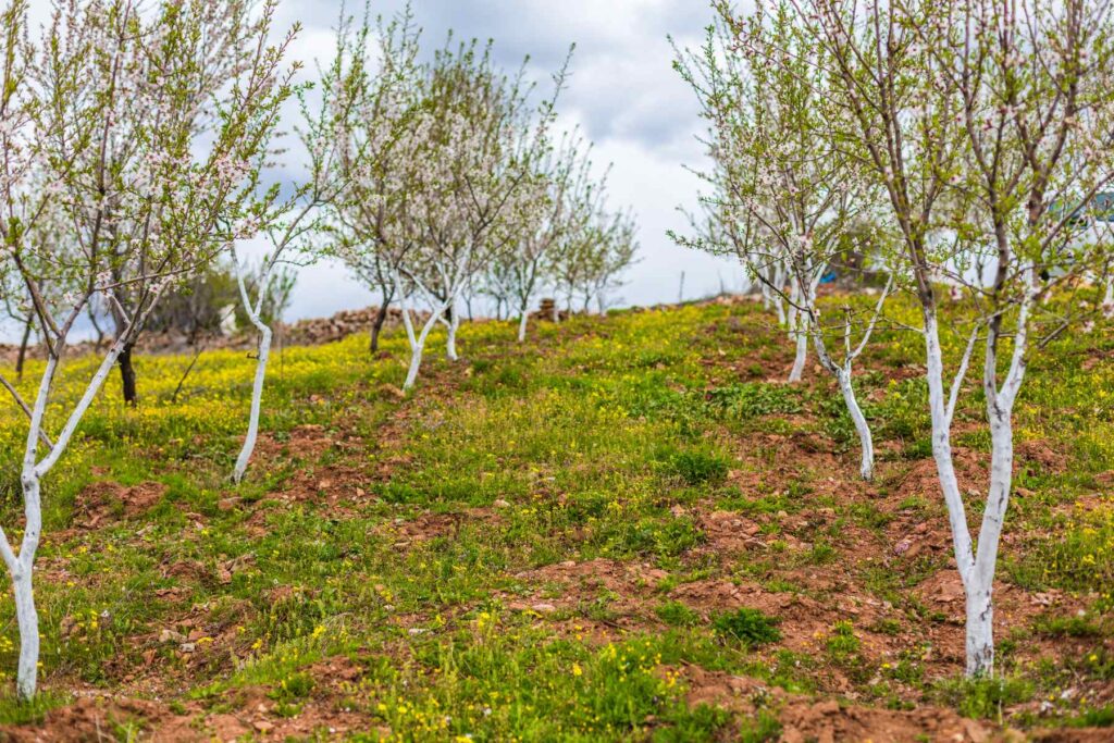 drzewka bielone wapnem