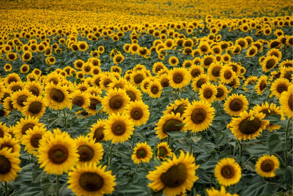 pole słoneczników