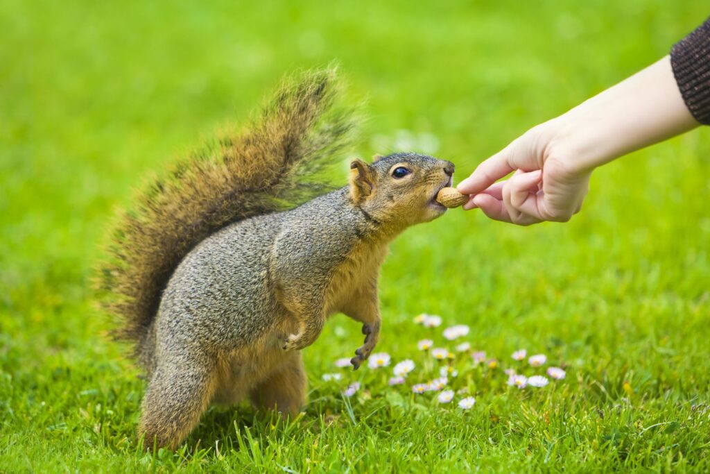 karmienie wiewiórki orzechami ziemnymi