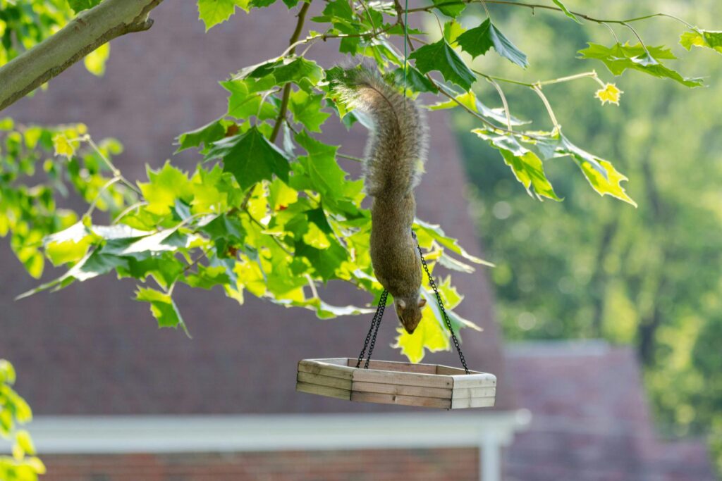 wiewiórka w karmniku