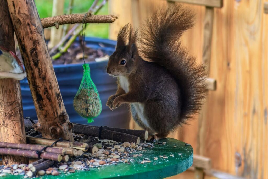 Wiewiórka zbierająca zapasy na zimę