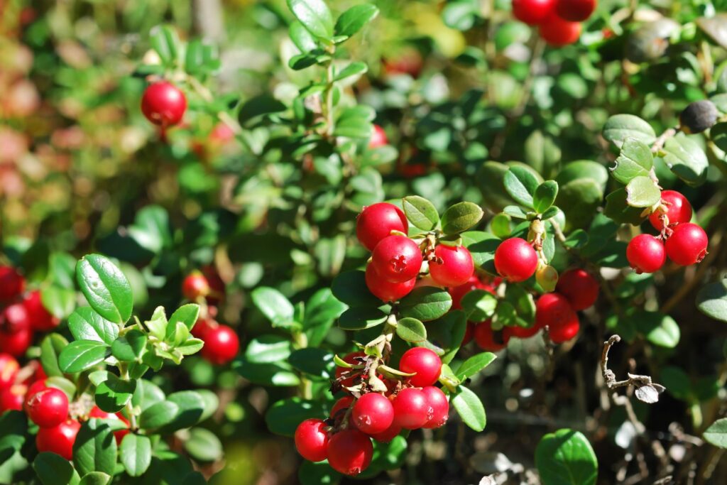 Owoce żurawiny na krzewie