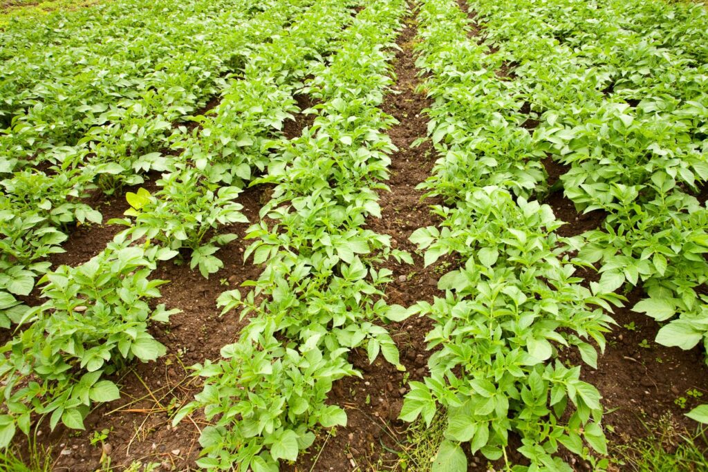 uprawa fioletowych ziemniaków