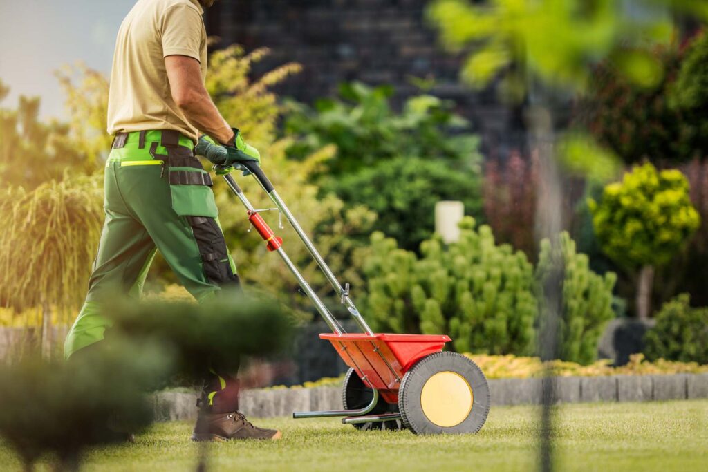 jak nawozić trawnik