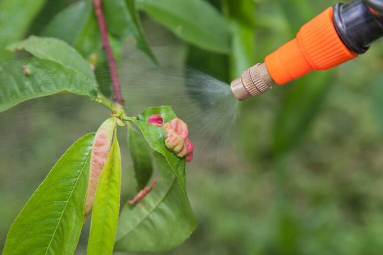 opryski drzew owocowych