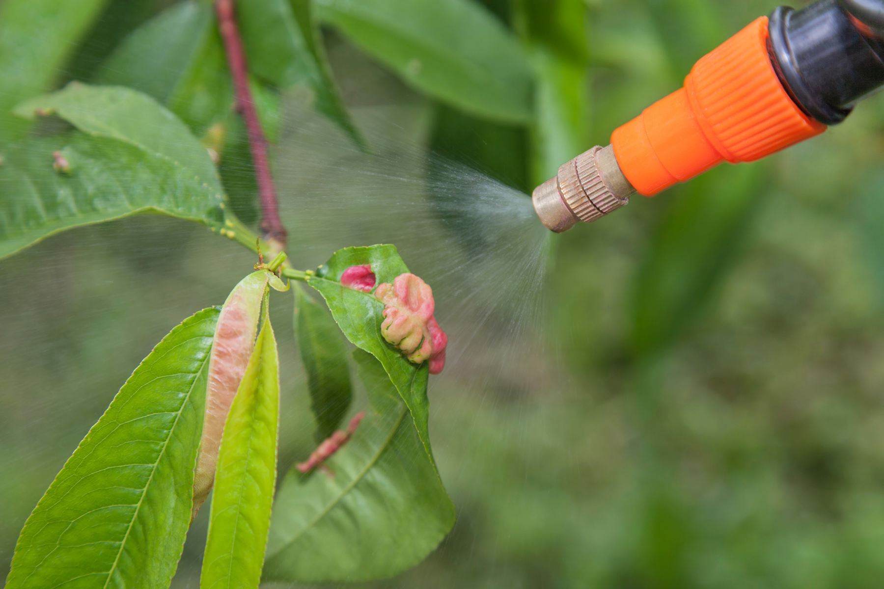 opryski drzew owocowych