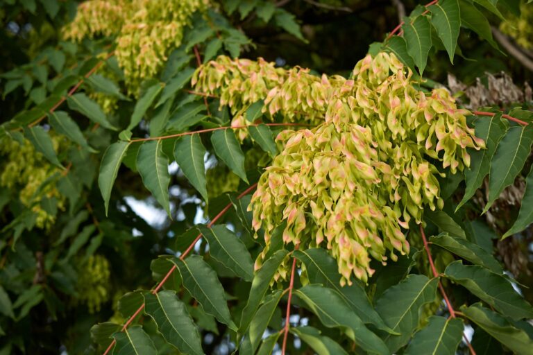 Bożodrzew gruczołowaty