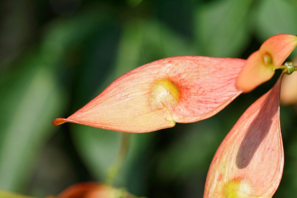 Nasiona bożodrzewu gruczołowatego