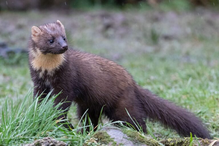 Jak pozbyć się kuny