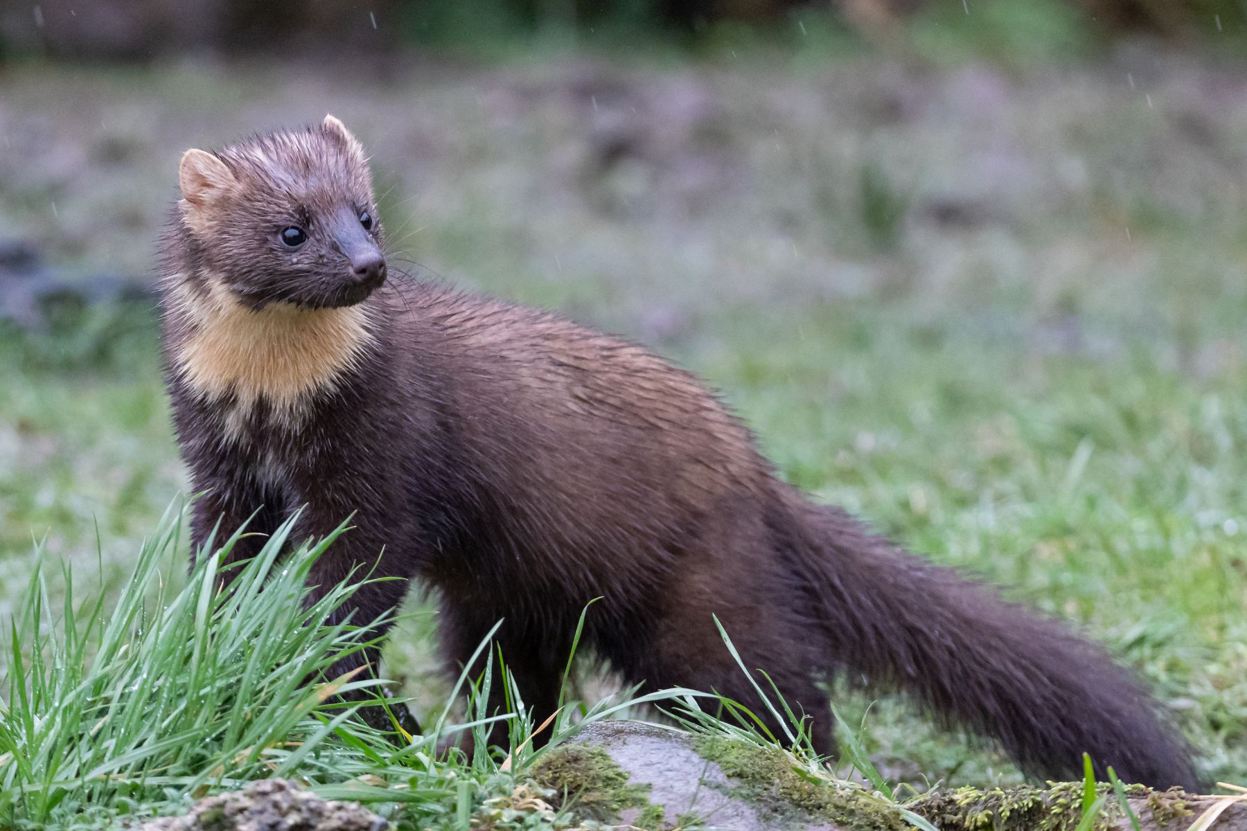 Jak pozbyć się kuny