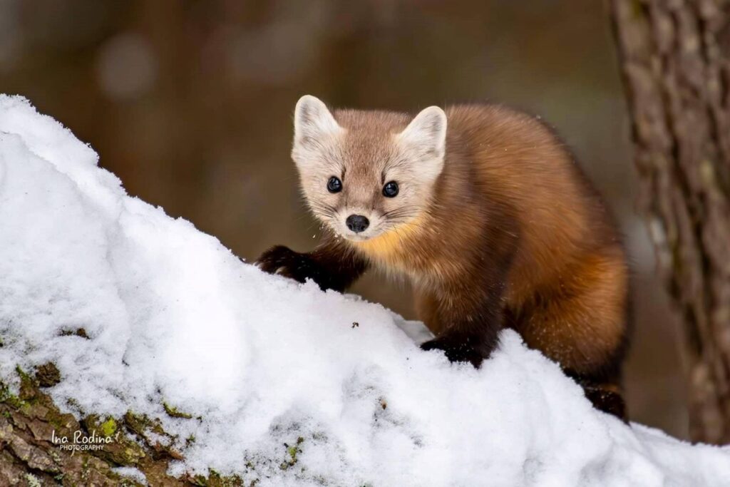 Jak pozbyć się kuny