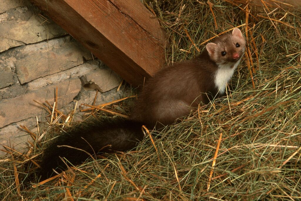 Jak pozbyć się kuny