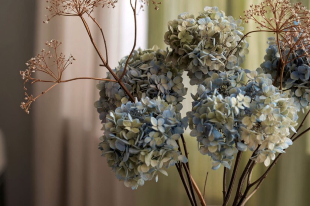 Jak suszyć hortensję