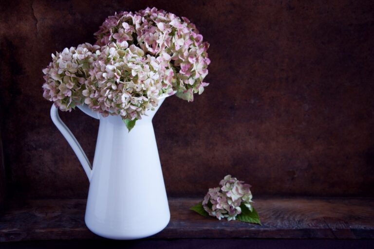 Jak suszyć hortensje aby nie straciły koloru
