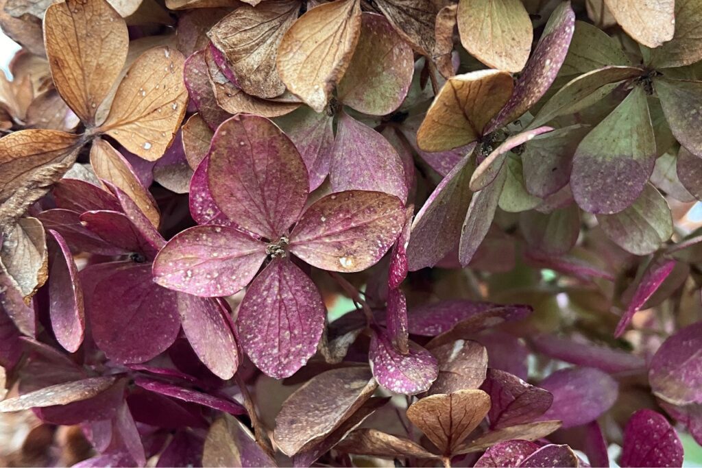 Jak suszyć hortensje aby nie straciły koloru