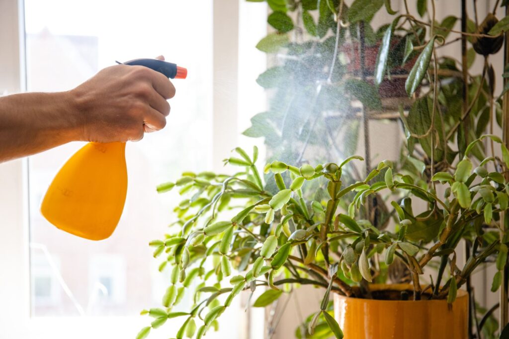 Oprysk kwasem bursztynowym