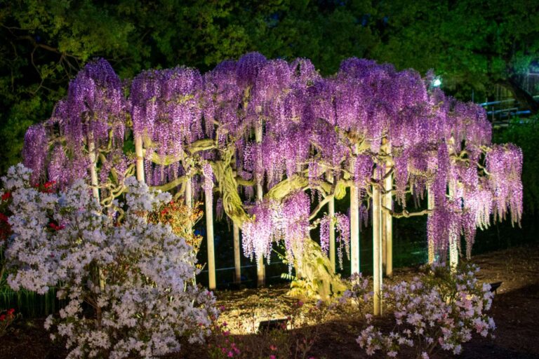 Uprawa wisterii