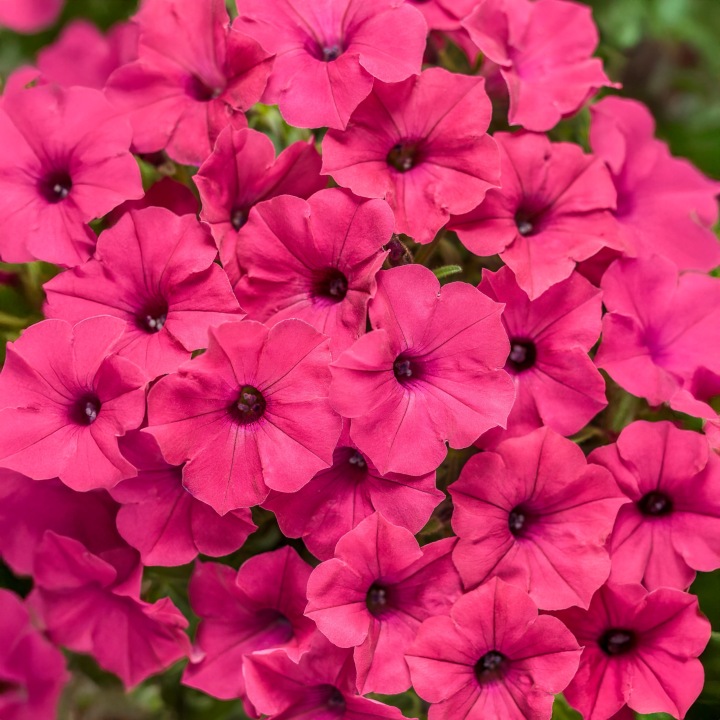 Supertunia Vista Fuchsia