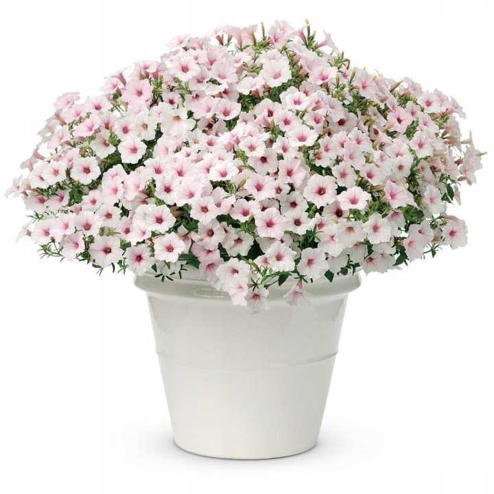 Supertunia Vista Silverberry