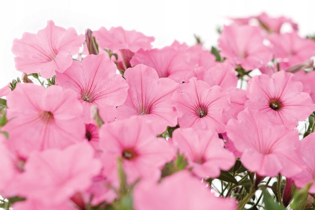 Supertunia Vista Bubblegum