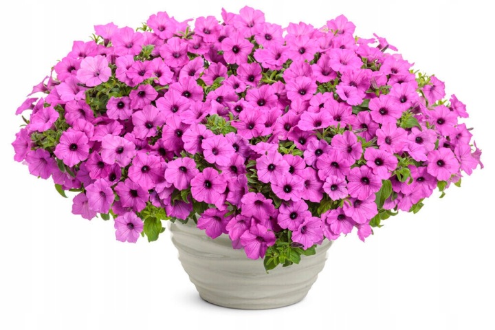 Supertunia Vista Jazzberry