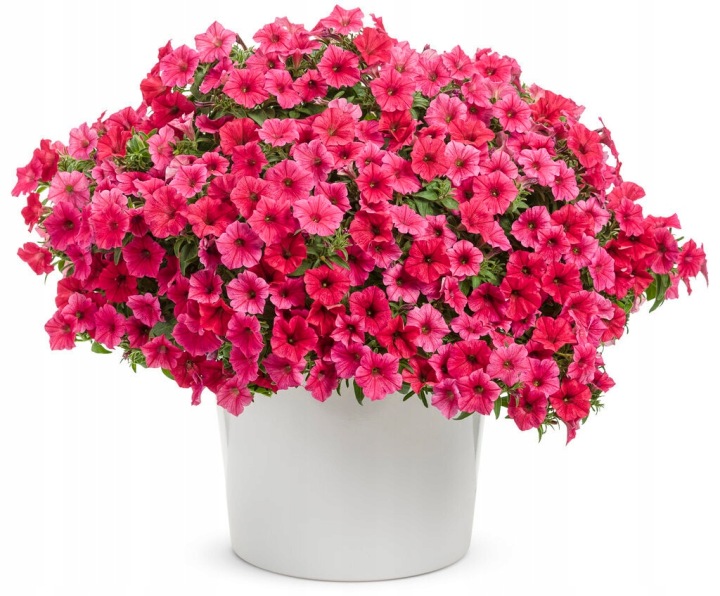 Supertunia Vista Paradise