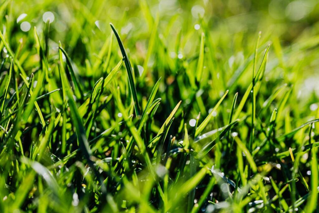 Ranking nawozów do trawy