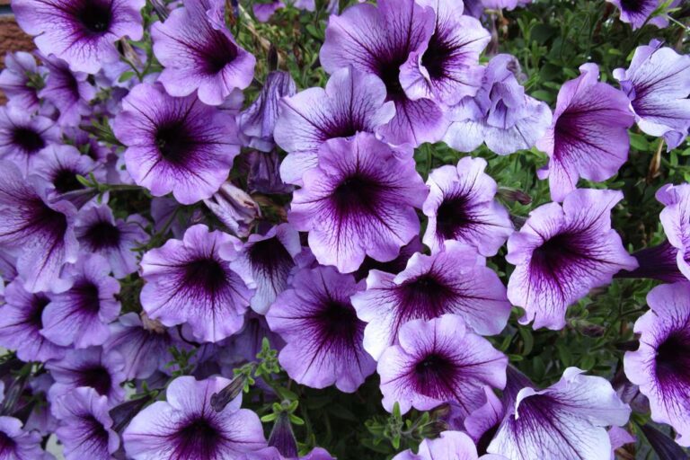 Supertunia vista