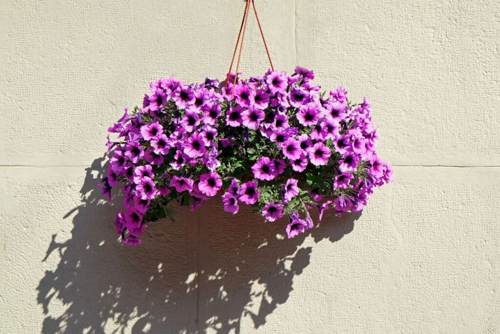 Supertunia vista