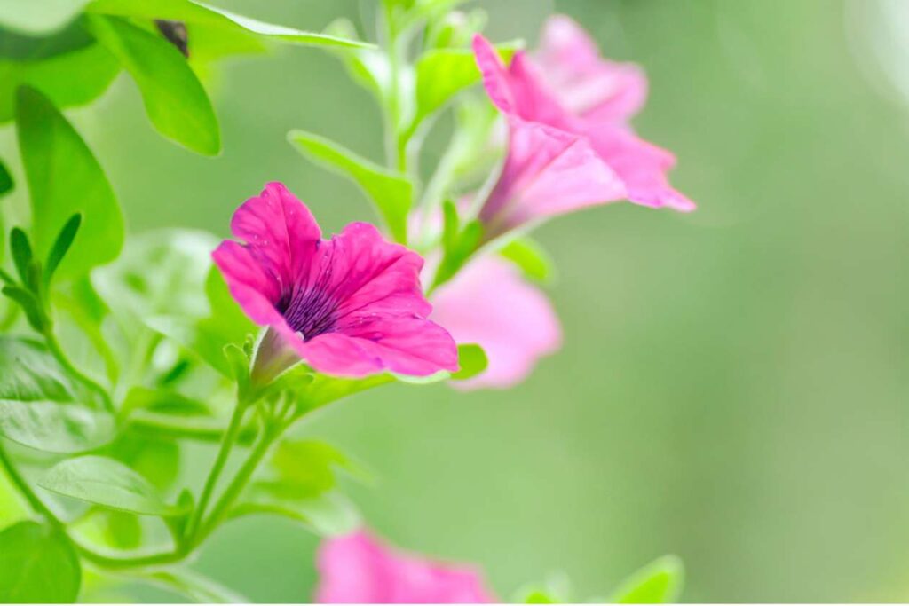 Supertunia vista