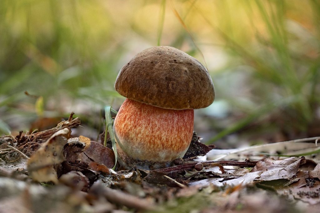 Borowik ceglastopory