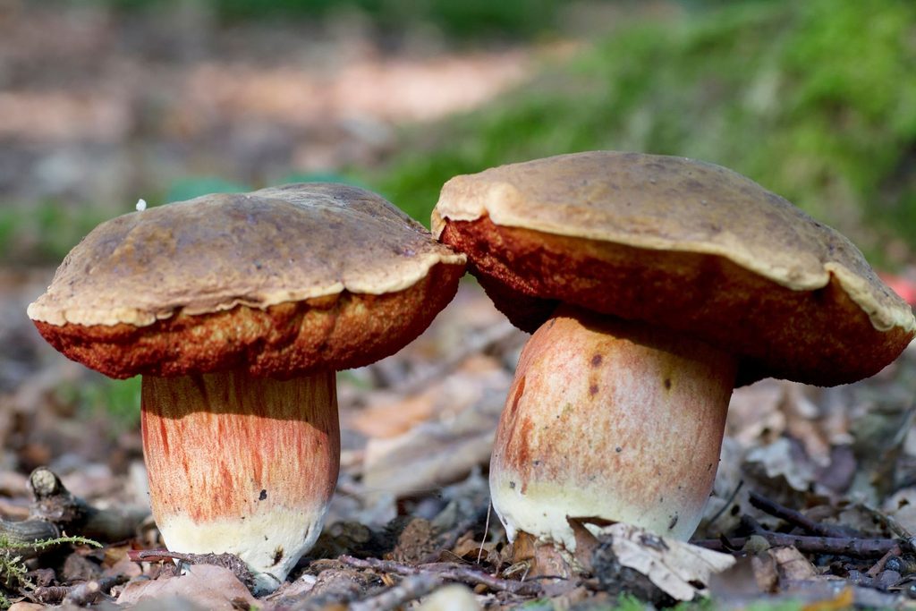 Krasnoborowik ceglastopory
