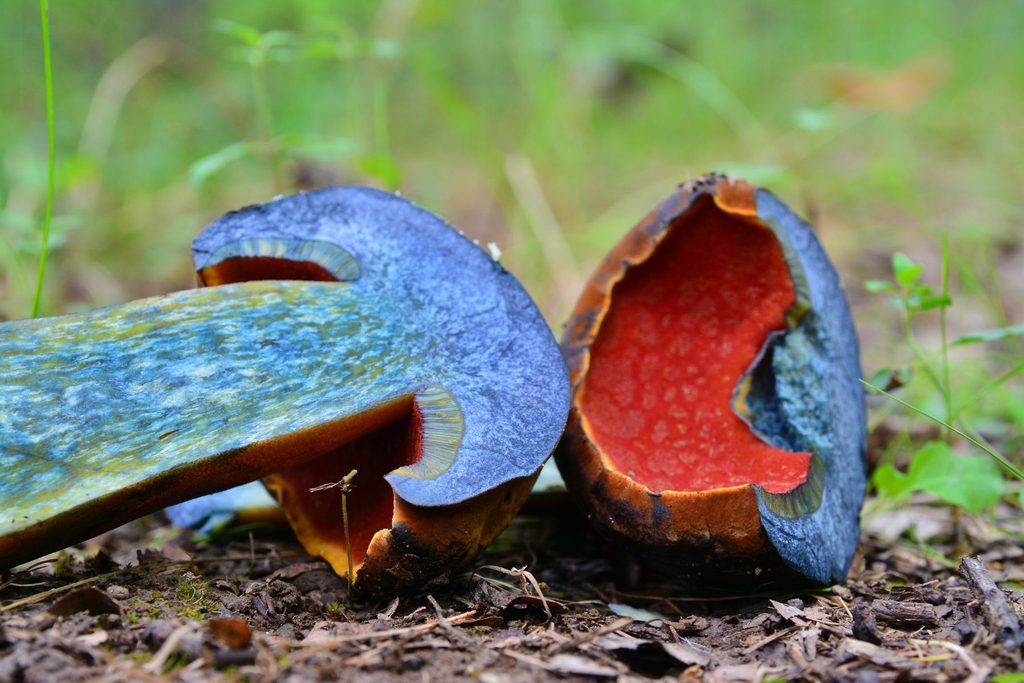 Krasnoborowik ceglastopory