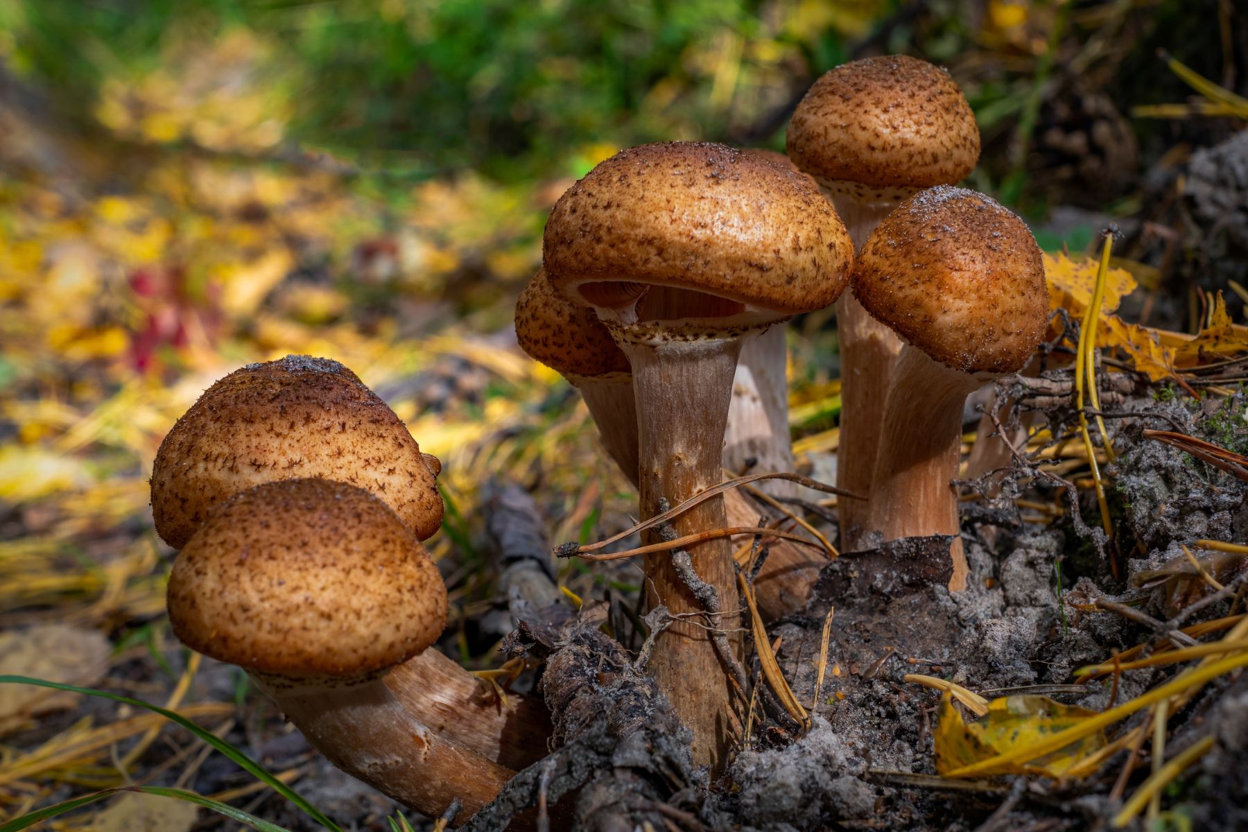 GRZYBNIA OPIEŃKI
