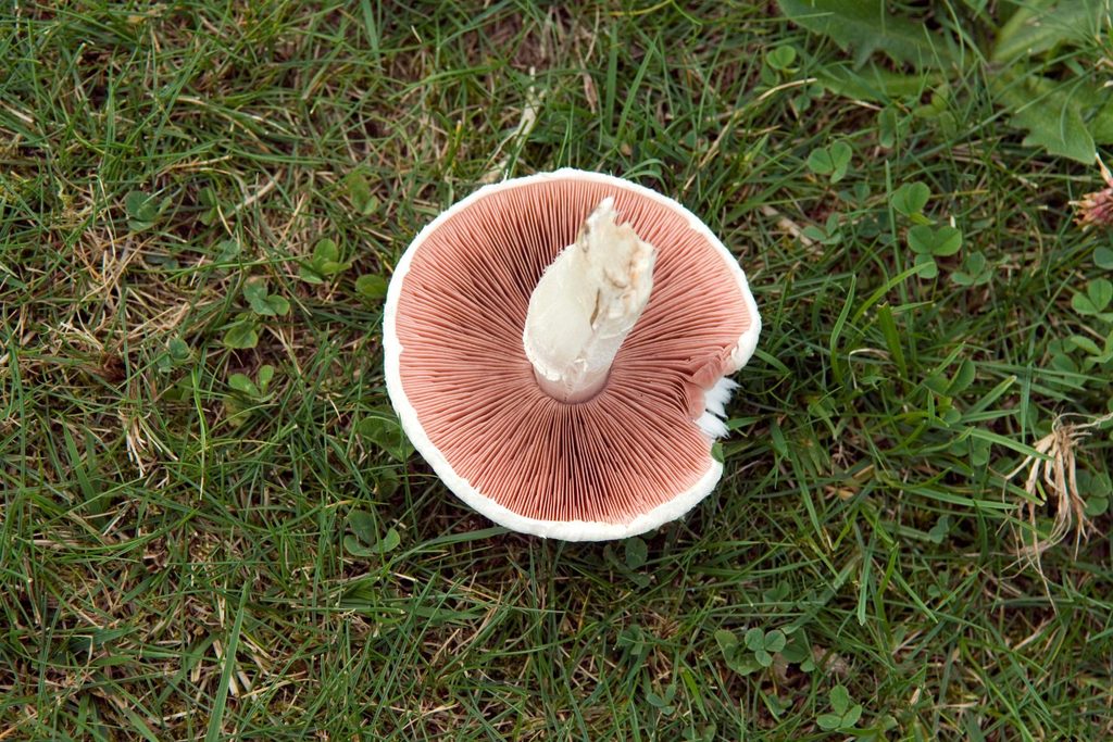 Spód kapelusza pieczarki łąkowej - blaszki