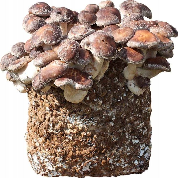GRZYBNIA SHIITAKE - PODŁOŻE