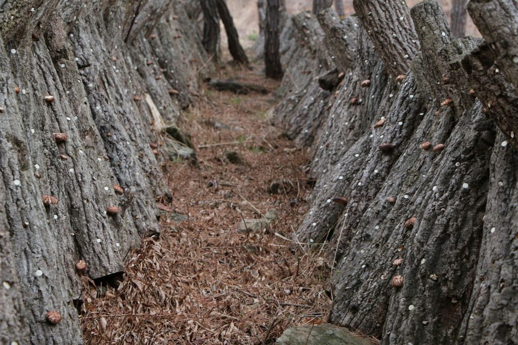 grzyby shiitake na pniach
