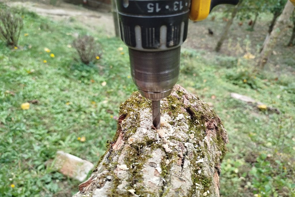 wiercenie w dębowej kłodzie otworów pod kołki z grzybnią shiitake