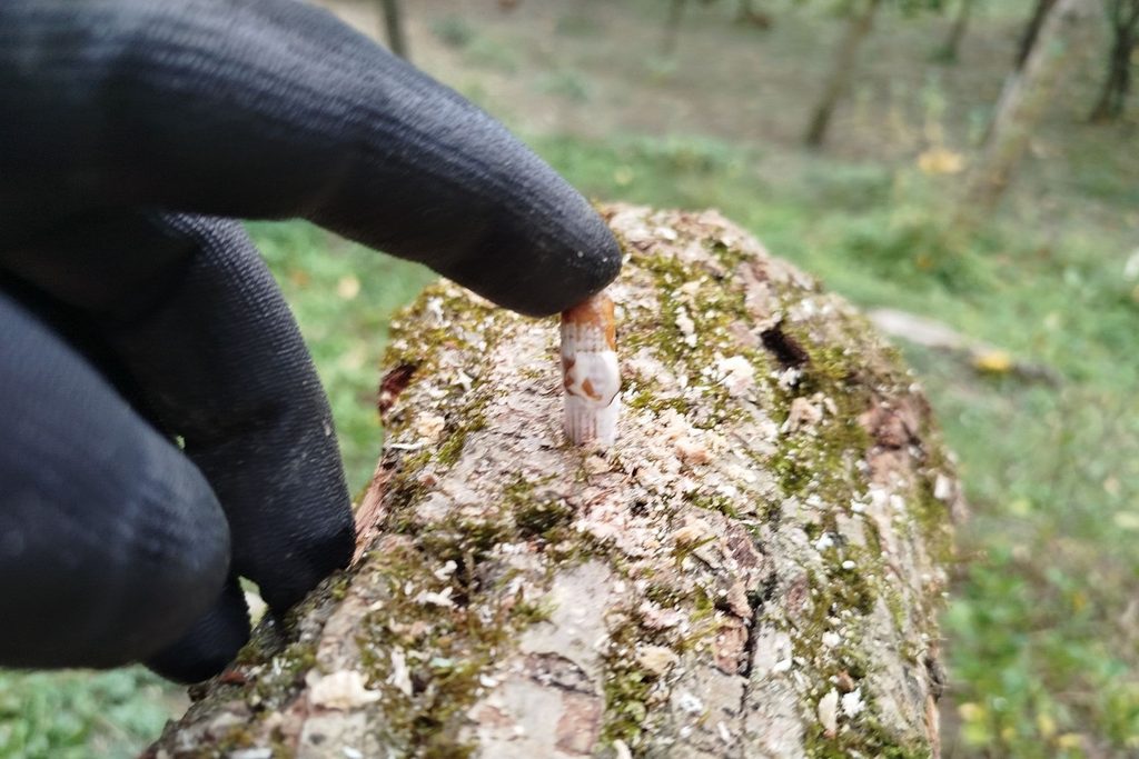 Umieszcznie kołka z grzybną shiitake w otworze