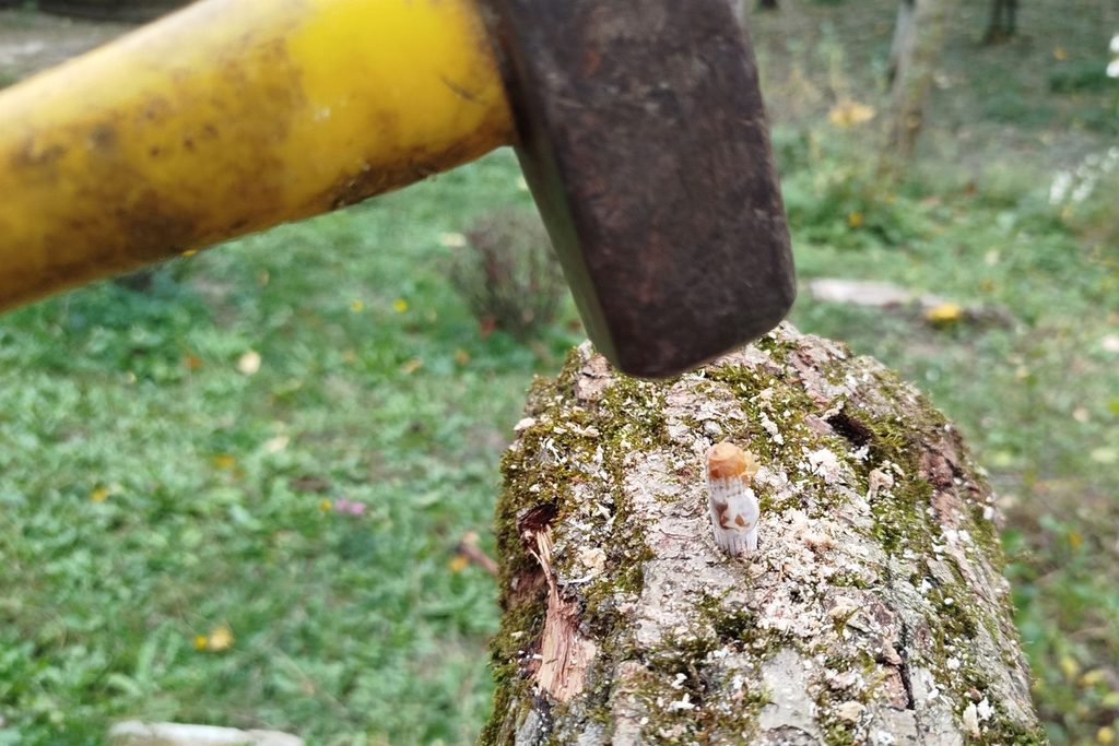 Wbijanie w dębową kłodę kołków z grzybnią Shiitake