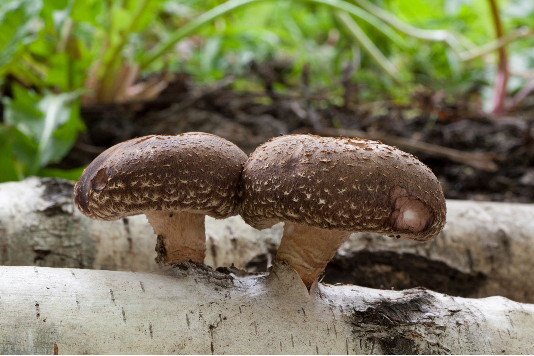GRZYBNIA NA KOŁKACH SHIITAKE