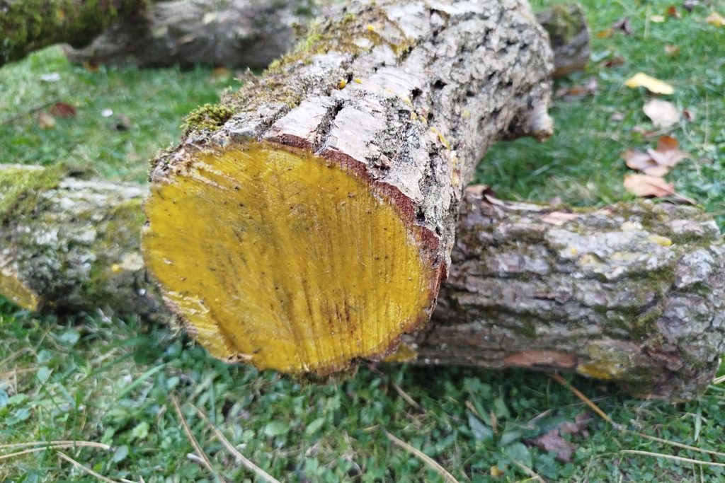 Czoło kłody dębowej zabezpieczone woskiem pszczelim przed wysychaniem i innymi grzybami