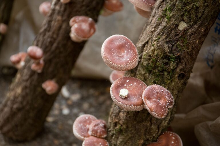 grzyby shiitake na kłodzie