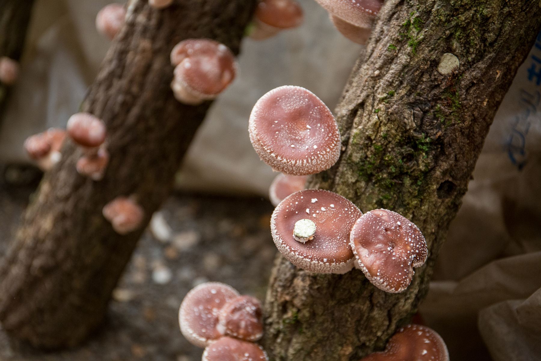 grzyby shiitake na kłodzie
